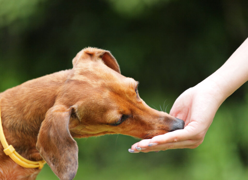 Bild zeigt Hund als synonym für Fütterungsempfehlung von Paribals Hundefutter